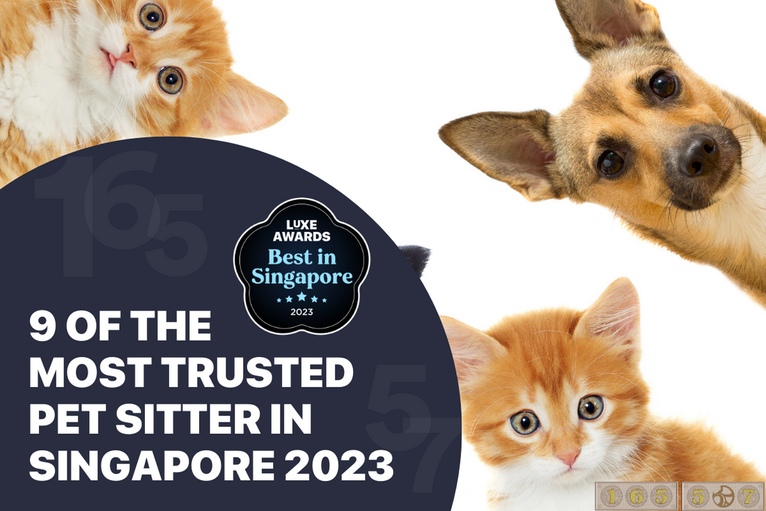 9 of the Most Trusted Pet Sitter in Singapore 2023