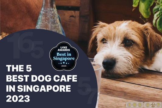 The 5 Best Dog Cafe in Singapore 2023