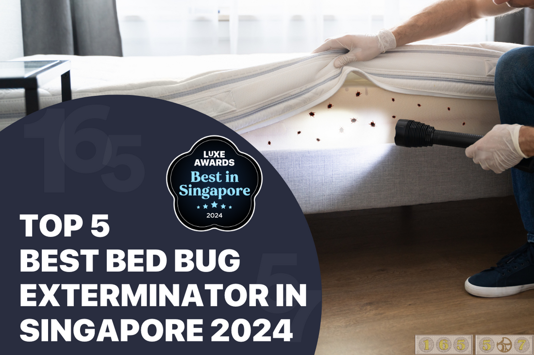 Top 5 Best Bed Bug Exterminator in Singapore 2024