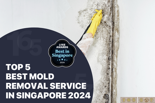Top 5 Best Mold Removal Service in Singapore 2024
