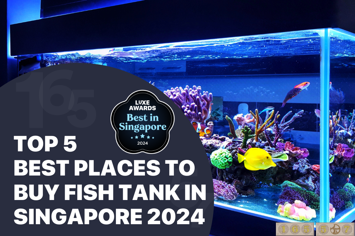 Top 5 Best Places to Buy Fish Tank in Singapore 2024