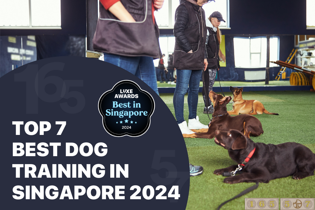 Top 7 Best Dog Training in Singapore 2024