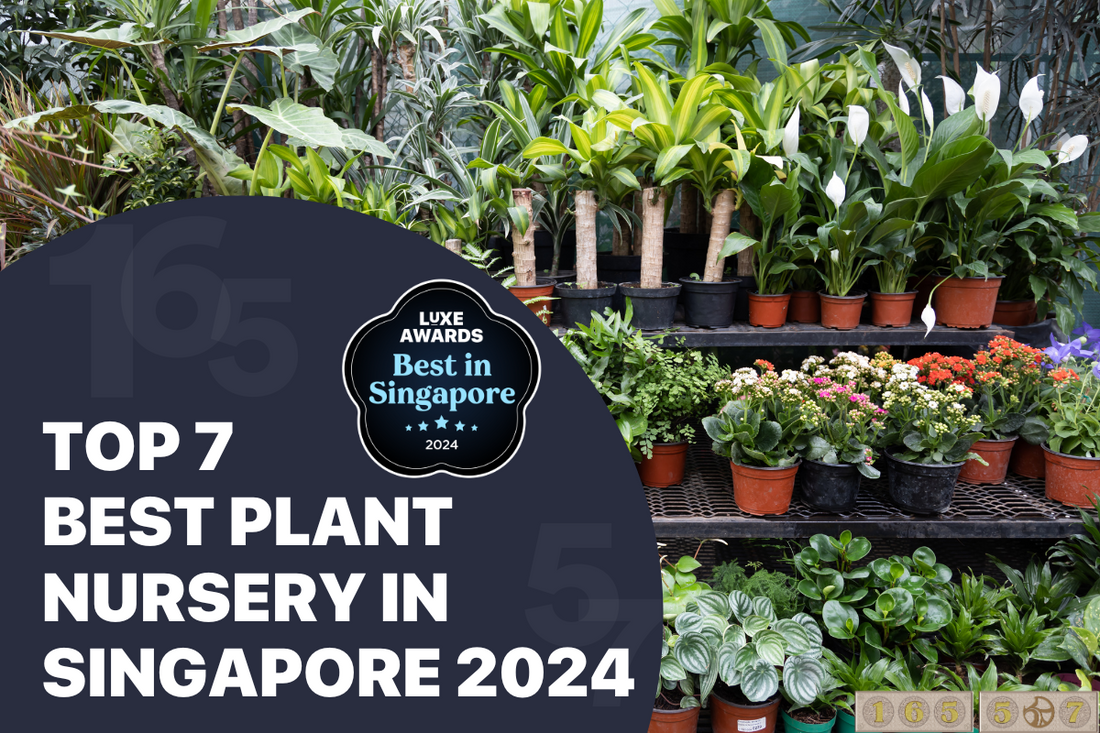 Top 7 Best Plant Nursery in Singapore 2024