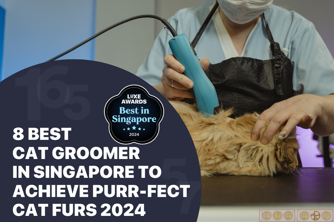 Top 8 Best Cat Groomer in Singapore to Achieve Purr-fect Cat Furs 2024
