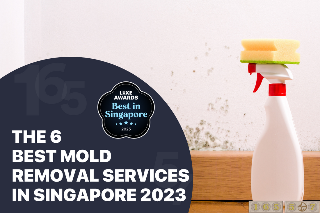 The 6 Best Mold Removal Services in Singapore 2023