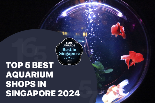 Top 5 Best Aquarium Shops in Singapore 2024