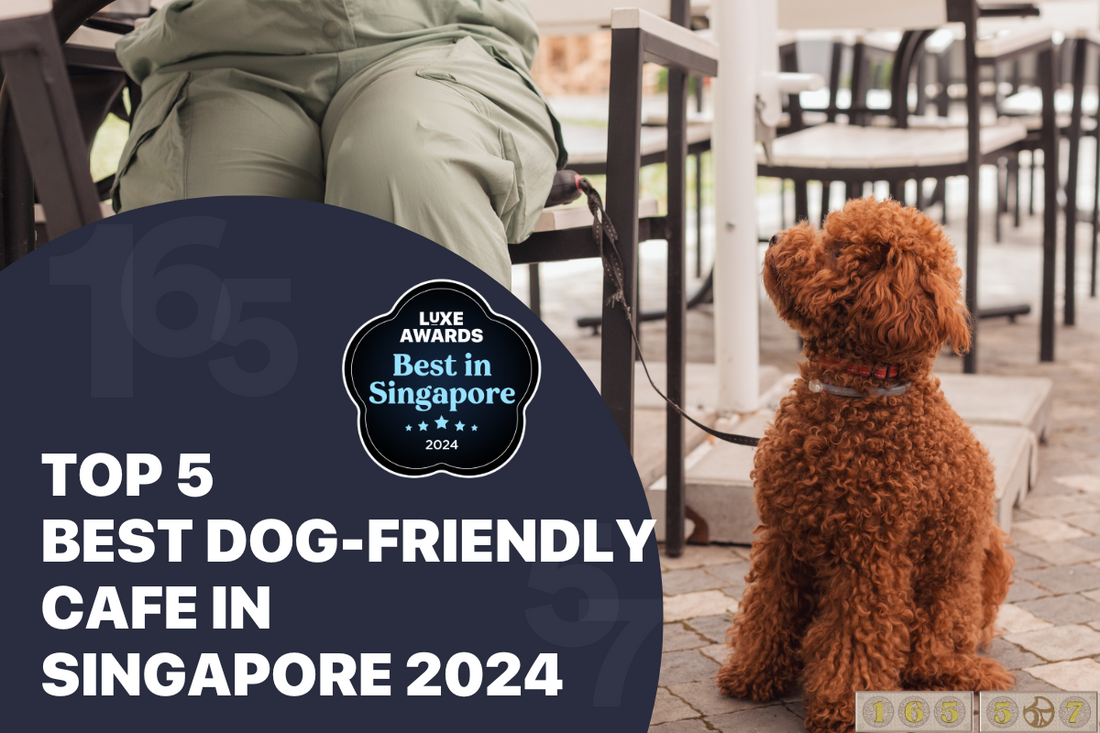 Top 5 Best Dog-Friendly Cafe in Singapore 2024