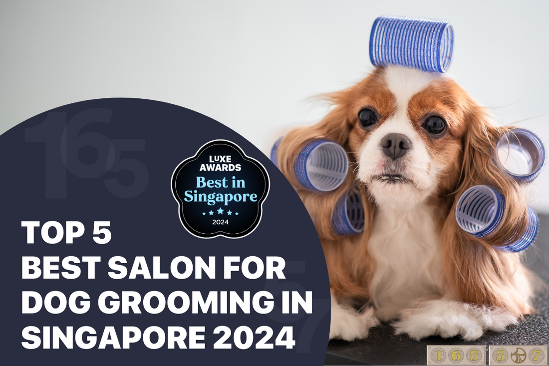 Top 5 Best Salon for Dog Grooming in Singapore 2024