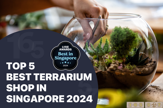 Top 5 Best Terrarium Shop in Singapore 2024