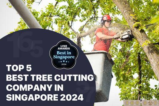 Top 5 Best Tree Cutting Company in Singapore 2024