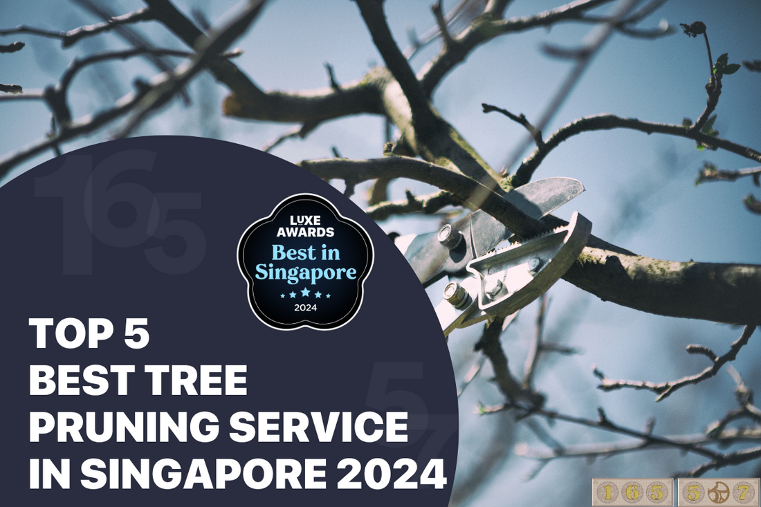 Top 5 Best Tree Pruning Service in Singapore 2024