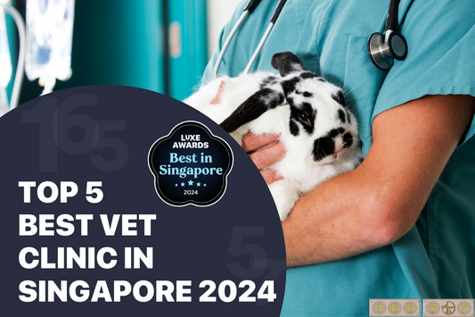 Top 5 Best Vet Clinic in Singapore 2024