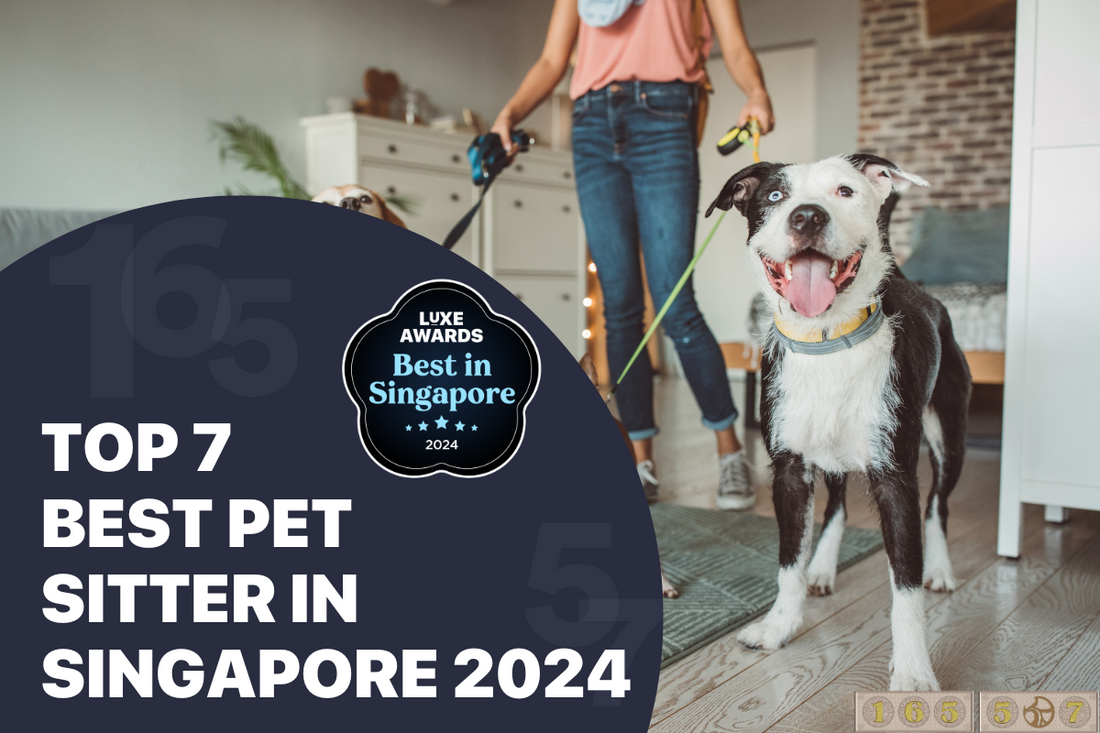 Top 7 Best Pet Sitter in Singapore 2024