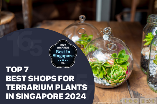 Top 7 Best Shops for Terrarium Plants in Singapore 2024