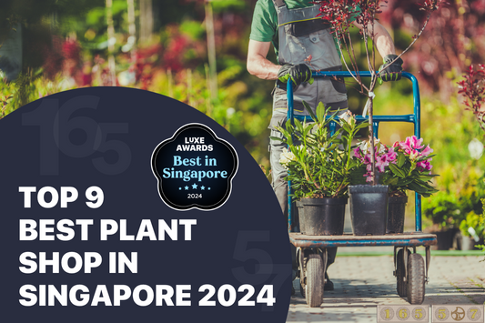 Top 9 Best Plant Shop in Singapore 2024